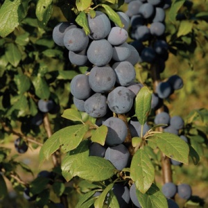 Shropshire Damson Plum