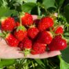 Shuksan Strawberry