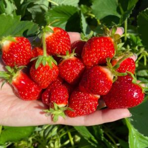 Shuksan Strawberry