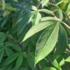 Silky Leaved Raspberry