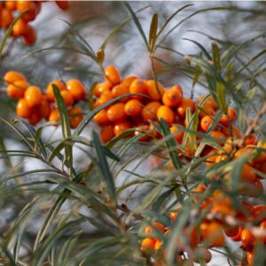 Sirola™ Sea Berry
