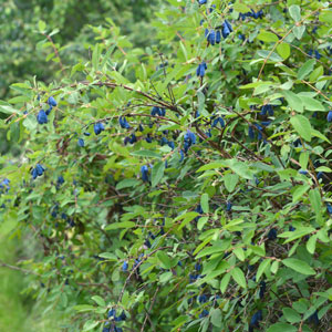 Smokey Blue™ Honeyberry