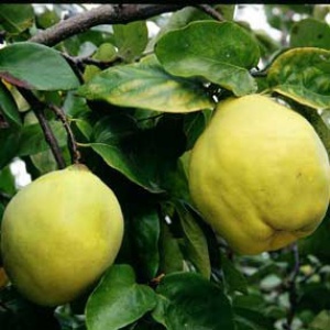 Smyrna Quince