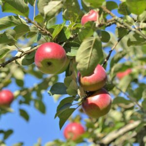 Snow Fameuse Apple