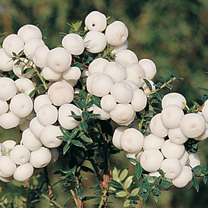 Snowdrop Chilean Wintergreen