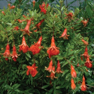 Sochi Dwarf Pomegranate