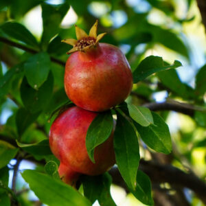 Sogdiana Pomegranate