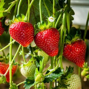 Sparkle Strawberry