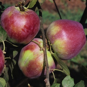 Spartan Apple Tree