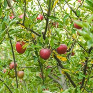 Spitzenberg Apple Tree