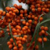 Star of Altai™ Sea Berry