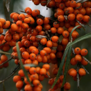 Star of Altai™ Sea Berry