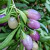 Stardust Purple Goji Berry