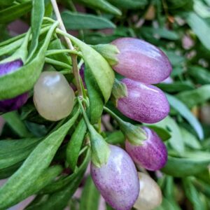 Stardust Purple Goji Berry