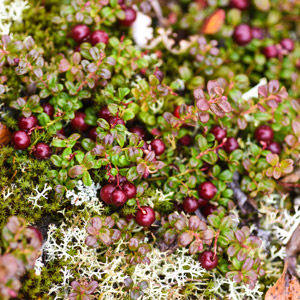Stevens Cranberry