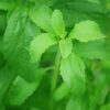 Stevia Natural Sweetener