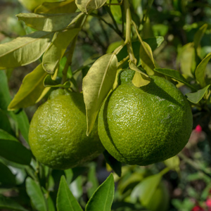 Sudachi Hybrid Yuzu