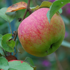 Summer Rambo Apple