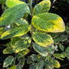 SunSparkle™ Variegated Pineapple Guava