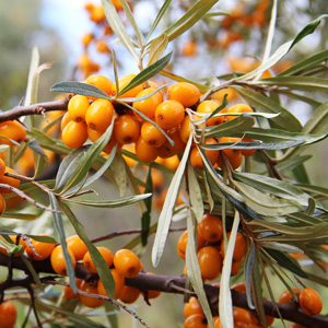 Sunny™ Sea Berry