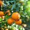 Super Nova Mandarin