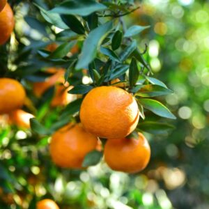 Super Nova Mandarin