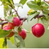 Superior Japanese X American Plum Tree