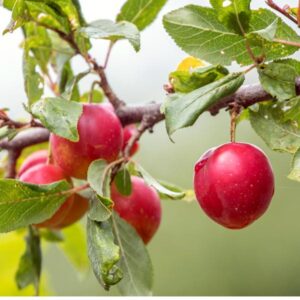 Superior Japanese X American Plum Tree