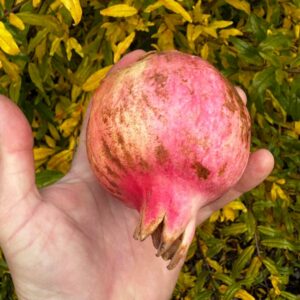 Surh-Anor Pomegranate