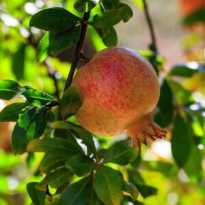 Surh-Anor Pomegranate