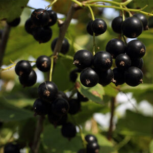 Swedish Black Currant