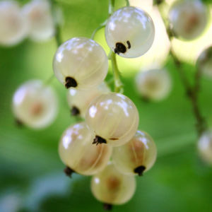 Swedish White Currant_