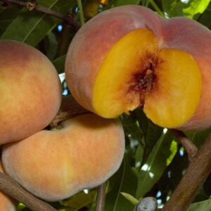 Sweet Bagel Peento Peach