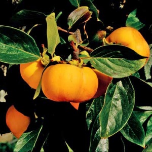 Sweet Fuyu Asian Persimmon