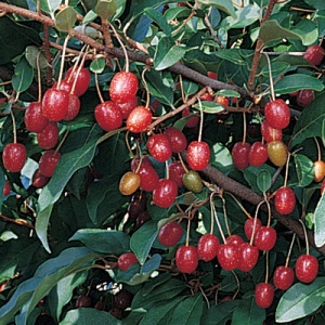 Sweet Scarlet ™ Goumi