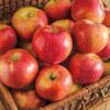 Sweet Sixteen Apple Tree