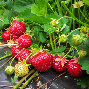 Sweet Sunrise Strawberry