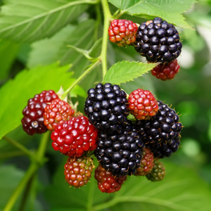 Sweetie Pie Thornless Blackberry