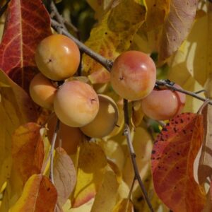 Szukis American Persimmon