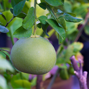 Tahitian Pummelo Citrus
