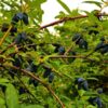 Taka Honeyberry