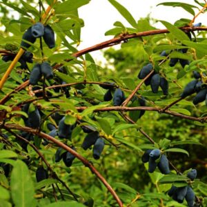 Taka Honeyberry