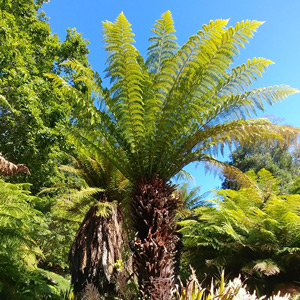 Tasmanian Tree Fern