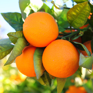 Temple Tangor Citrus