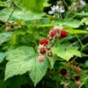 Thimbleberry