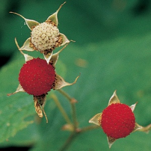 Thimbleberry