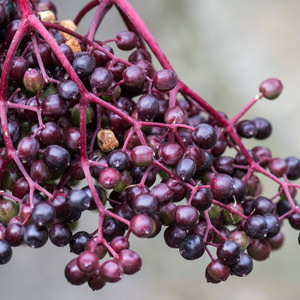 Thundercloud European Elderberry