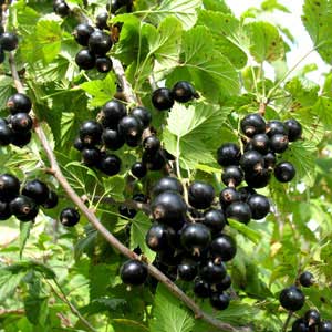 Titania Black Currant