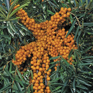 Titan™ Sea Berry