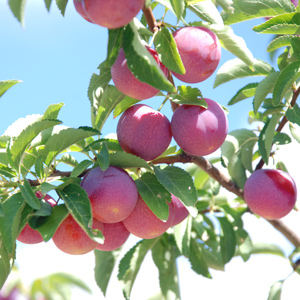 Toka Japanese Plum Tree